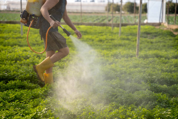 Best Local Pest Control Services  in Dunnellon, FL