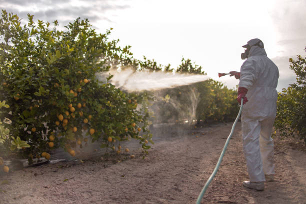 Best Rodent Control Near Me  in Dunnellon, FL