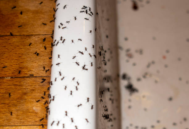 Pest Control Cost in Dunnellon, FL